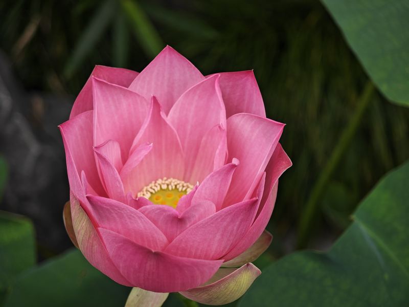 Lotus, First Bloom