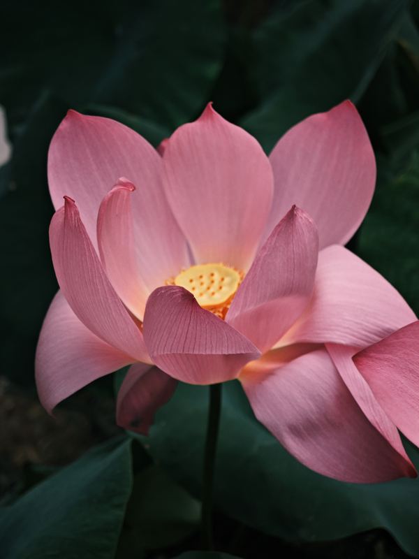 Lotus in Full