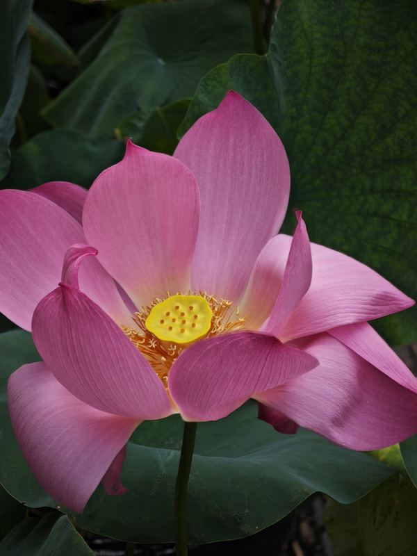 Petal Light