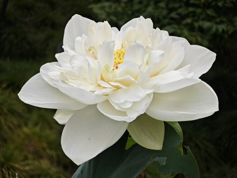 White Lotus