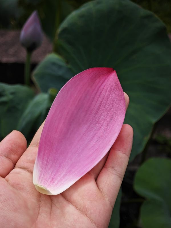 Fallen Petal