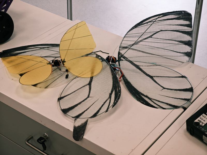 Butterfly Specimen