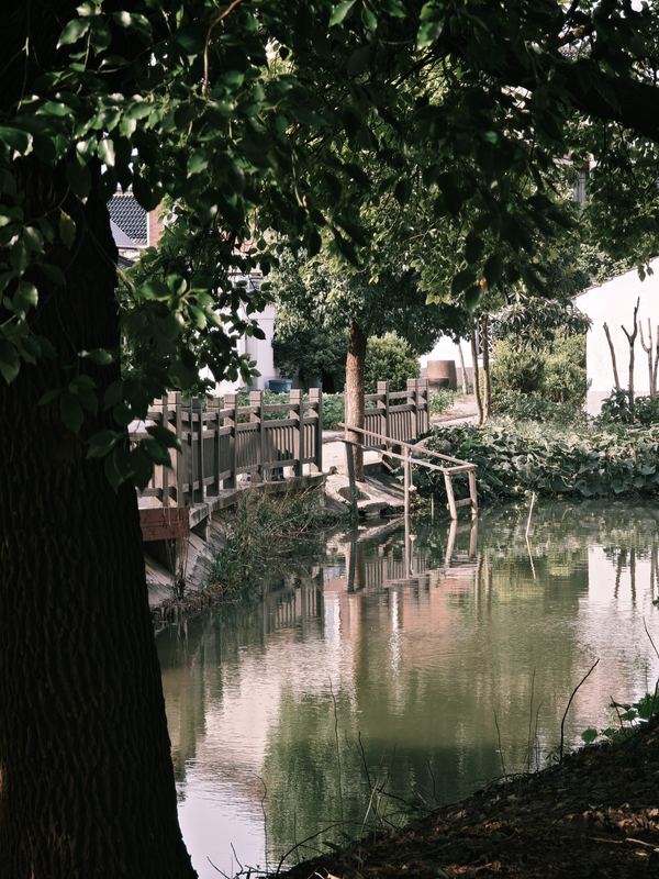 Trees by the Water