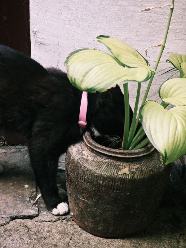 Paw at the Pot