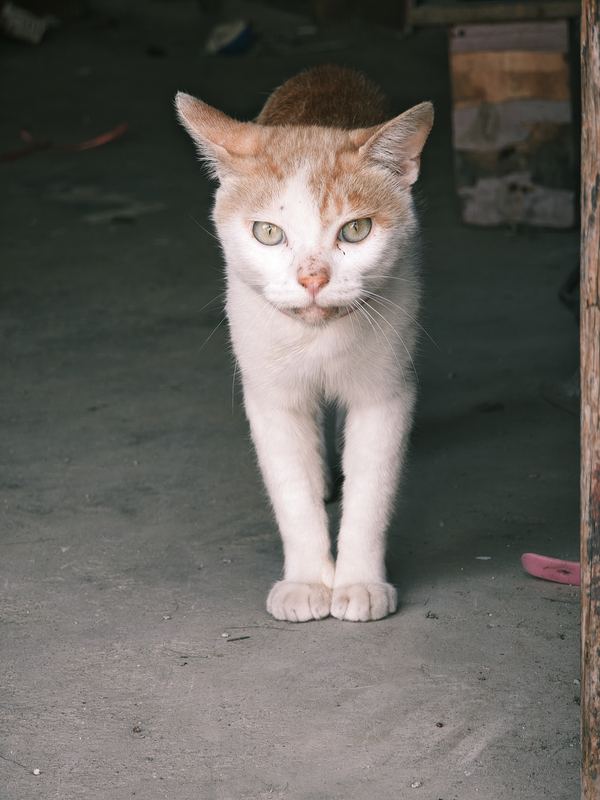 White Cat by the Door