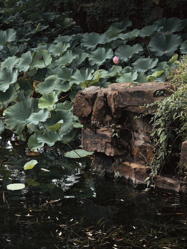 Weeds at the Pond