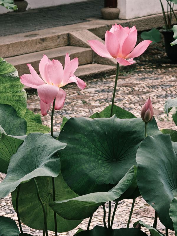 Lotus Pond