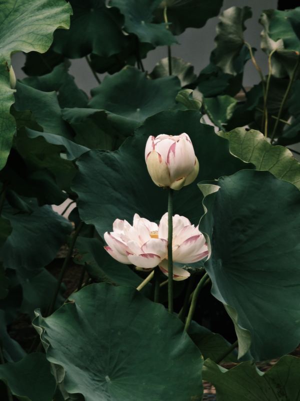 Bud