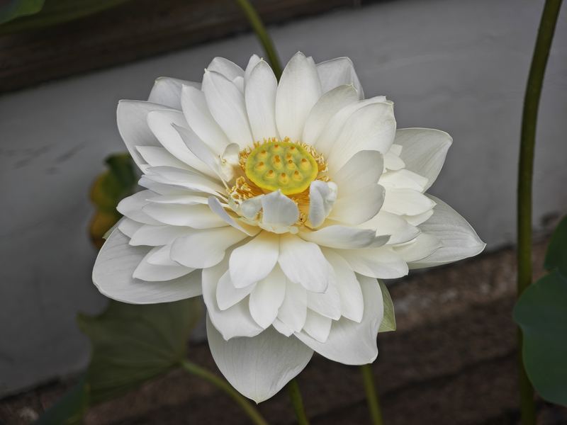 White Lotus, Close