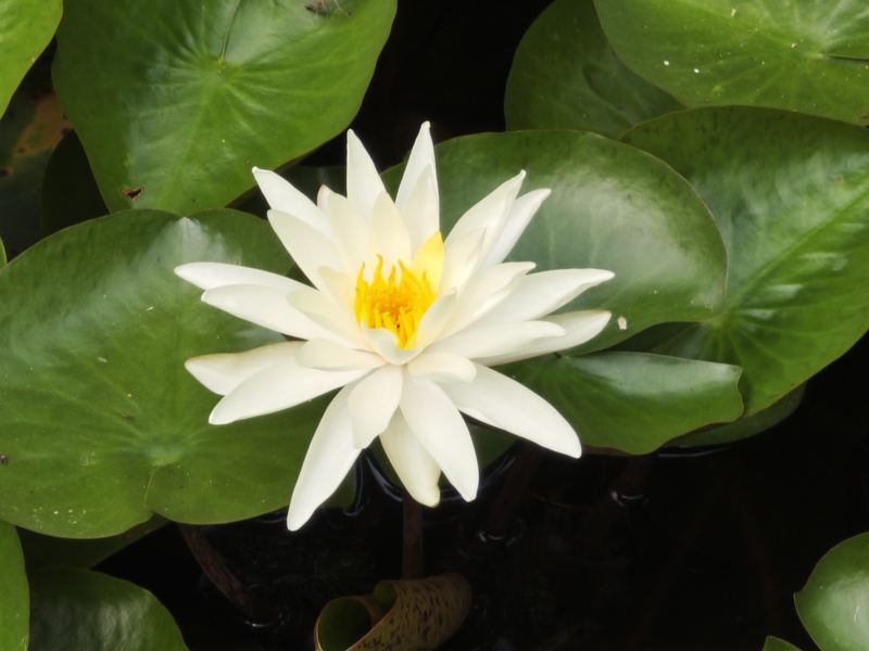Water Lily