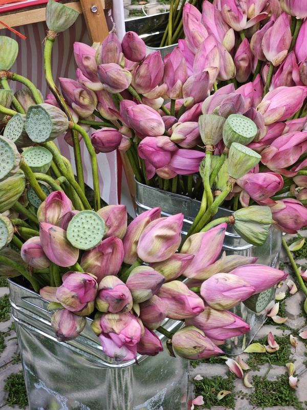 Lotus Cluster