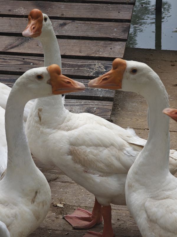 Geese
